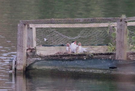 a small family of terns on a man-made platform surrounded by chicken wire, situated on a body of water. The adult tern is positioned in the center, with its beak open, possibly calling or feeding its two chicks that are sitting closely on either side. The platform appears weathered and is partially submerged, with some vegetation growing around the edges. The background consists of calm water, adding a serene feel to the scene.