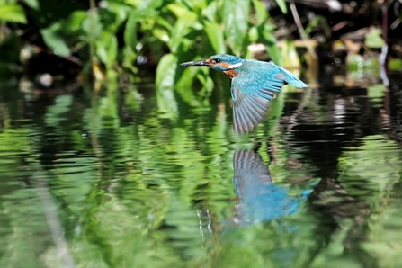 a kingfisher in flight, skimming low over the water. The bird's bright blue and orange plumage is striking against the green, reflective surface of the water. The kingfisher's reflection is clearly visible in the calm water, creating a mirror image effect. The background is lush with greenery, adding to the natural, serene setting.