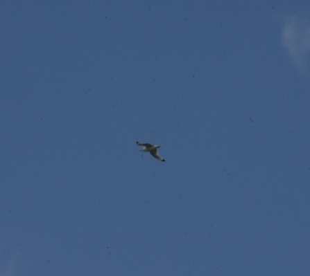 A photograph of a kittiwake bird soaring in the sky. The bird appears small against the vast blue background, with its wings spread wide. The white and gray plumage of the bird is slightly visible, and its black wingtips stand out. The sky is clear, with only a few faint spots and a hint of a cloud in the upper right corner.