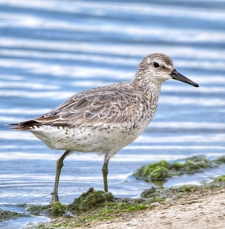 a knot bird standing at the edge of a water body. The bird has light brown and gray mottled plumage with a white underside and long, slender greenish legs. Its short, straight black bill contrasts with its subtle feather pattern. The background shows calm, rippled blue water with some green algae along the shore, highlighting the bird's natural habitat.