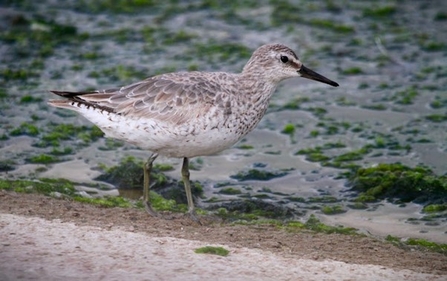  A photograph of a knot bird standing at the edge of a shallow, algae-covered water body. The bird has a light brown and gray mottled plumage with a white underside. It has a short, straight black bill and long, slender legs. The background features a mix of water and green algae, highlighting the bird's natural habitat.