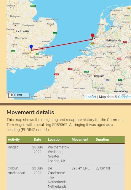 A map and data chart detailing the movement of a Common Tern with the metal ring SR89362. The map shows the journey from Walthamstow Wetlands, Greater London, UK (indicated by a blue marker) to De Zandmotor, Netherlands (indicated by a red marker), covering a distance of 296 km ENE. 