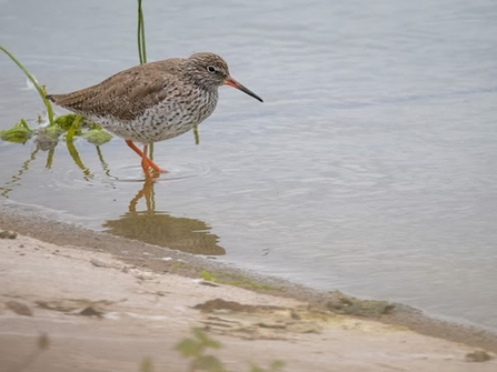 A photograph of a redshank bird wading in shallow water near the edge of a sandy shore. The bird has a brown speckled body, a white underside, and distinctive red legs. Its long, straight bill is slightly downcurved and also has a reddish base. The water's surface is calm, reflecting the bird's legs and the nearby vegetation.