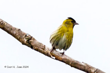 A photograph of a siskin bird perched on a thin branch against a plain white background. The bird has a vibrant yellow-green plumage with darker streaks, a black cap on its head, and a slightly forked tail. The image is credited to "Ivor H. June 2024" in the lower left corner.