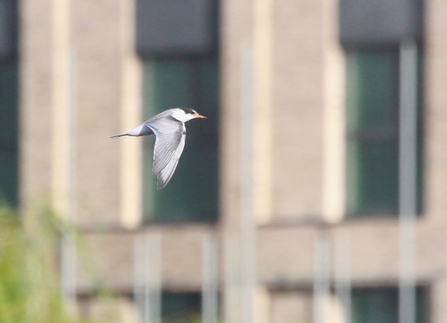 a tern with wings downwards flying through the air