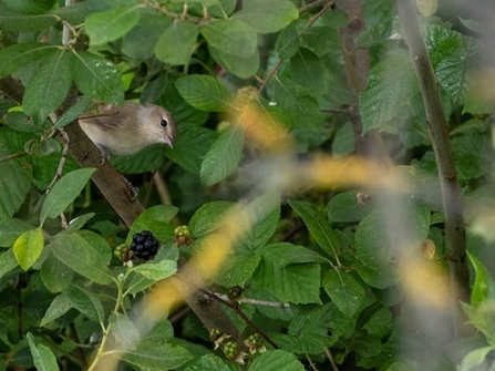 a garden warbler perches on a bramble