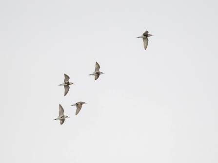 a flock of ruff fly through the sky