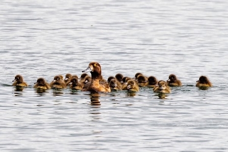 a flock of pochard ducklings swim in the water