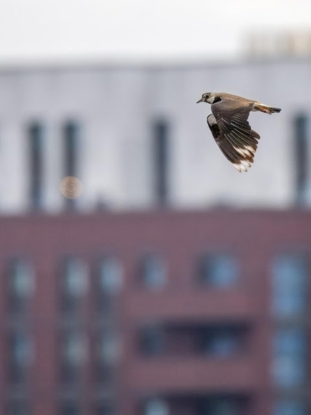 a lapwing flies through the sky