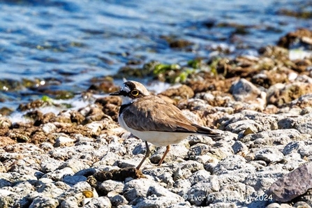 a little ringed plover stands on the shoreline