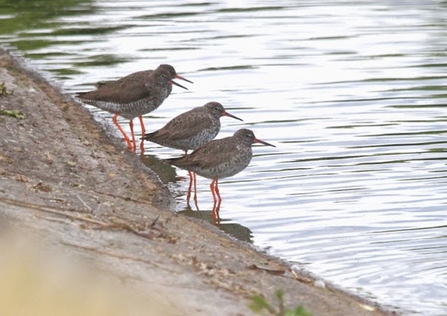 three redshank stand on the shoreline