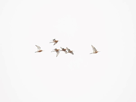 godwits fly through the sky 