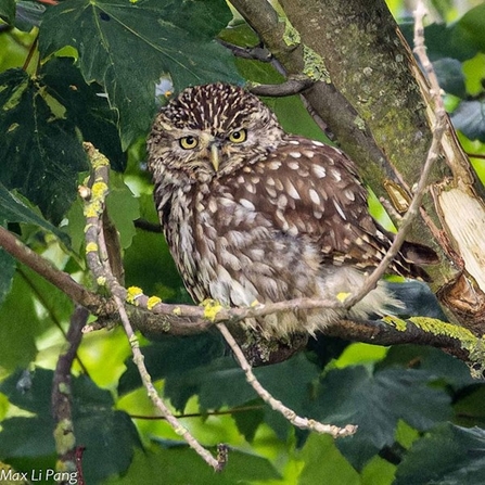 a little owl with dappled brown feathers sat in a tree