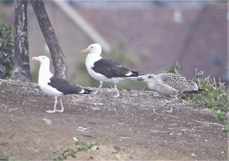 two black backed gulls stand together