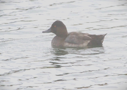 A pochard floating on water