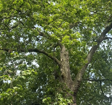 a london plane tree with branches extending outside of the frame