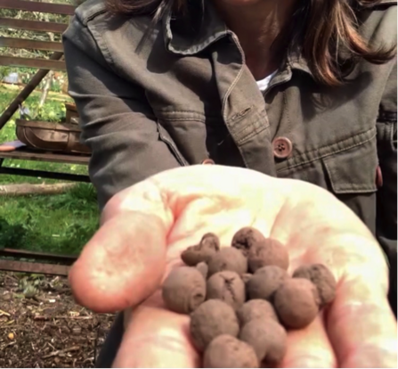 a person holding seedballs in the palm of their hands