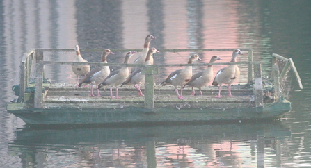 a group of Egyptian geese gathered on a floating metal platform 