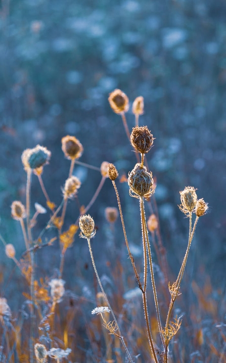 frost covered seed heads emerge into a dark blue background