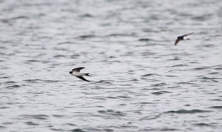 two house martins swoop through the sky above water