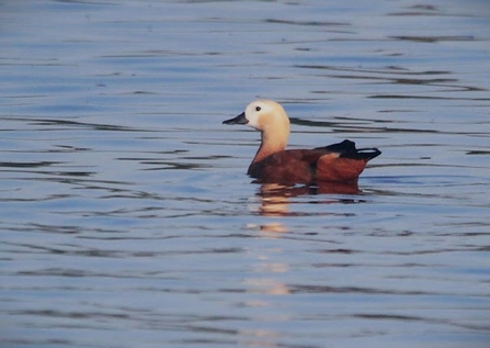  ruddy shelduck swims in water