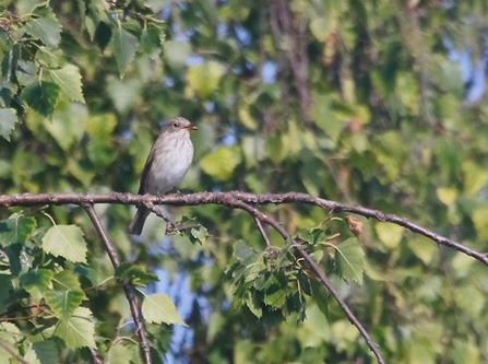 a spotted flycatcher perches on a branch 