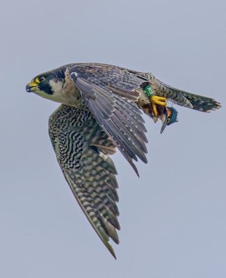 a peregrine falcon carries a kingfisher in its talons