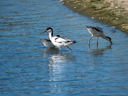 three avocets stand in water