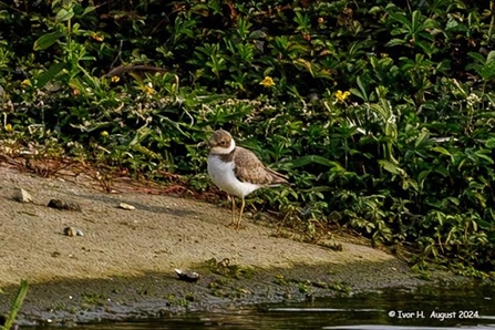 a little ringed plover stands on the shoreline