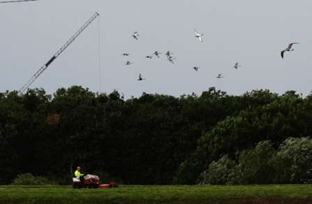 a person on a lawn mower with a flock of black-tailed godwits flying overhead