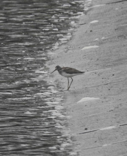 a greenshank bird stands on a shoreline