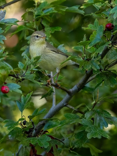 a willow warbler perched on a branch amongst leafs