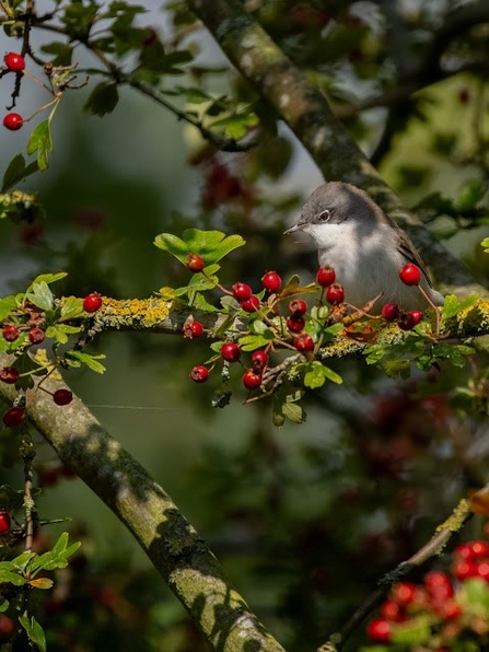 a lesser whitethroat bird sat on a berry laden branch 