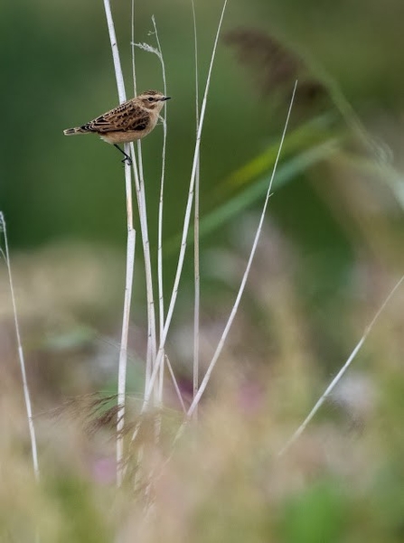 a whinchat perched on a thin branch 