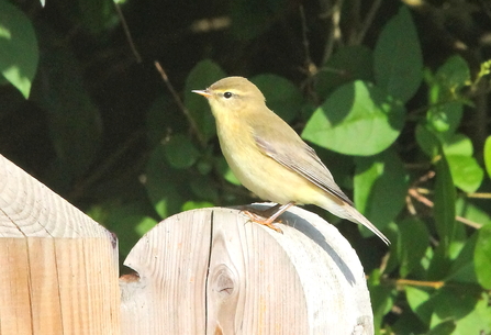 a willow warbler perched on a fence