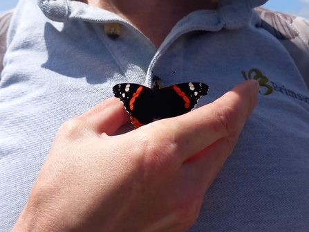 Red admiral butterfly