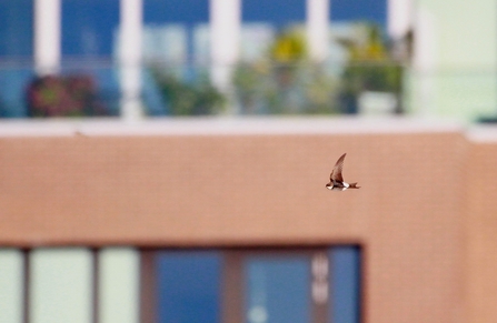 a house martin swoops through the sky 