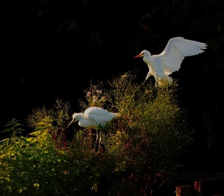 two cattle egret  stand on a bank of vegetation 