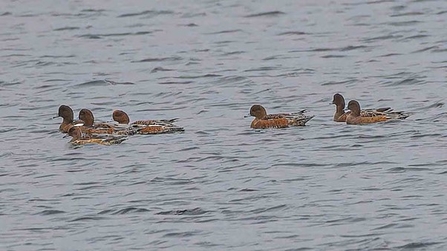 a flock of wigeon float atop water