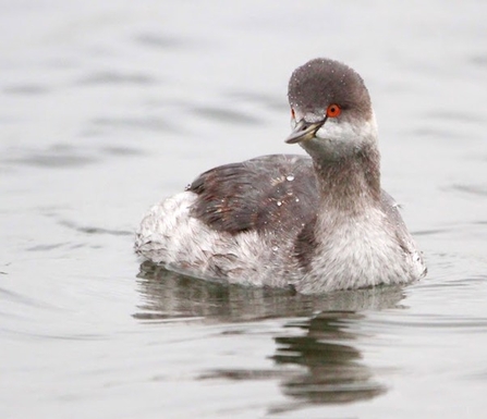 a black neck grebe floats atop water