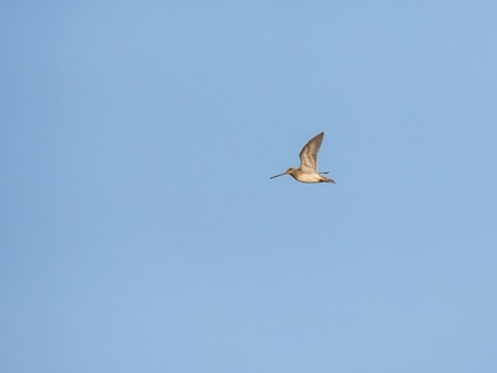 a snipe flies through the sky 