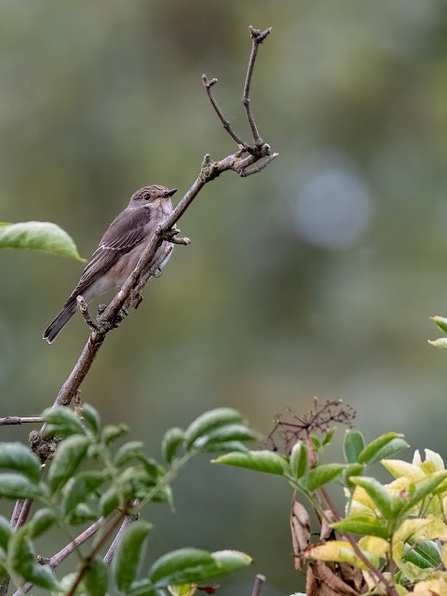 a spotted flycatcher perches on a branch 