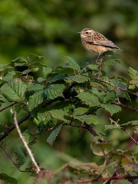 a whinchat perched on a thin branch 