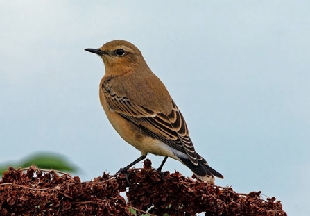 a wheatear perched perched on dried vegetation 