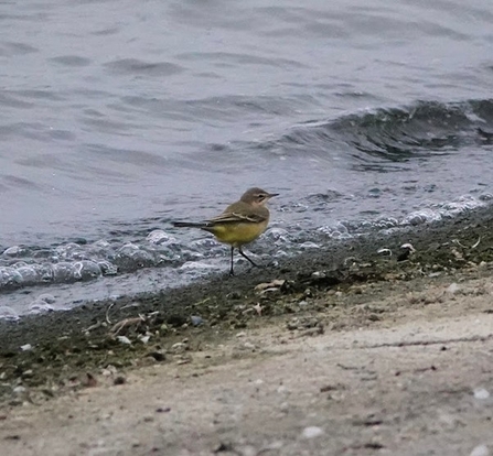 A yellow wagtail standing at the shore of the reservoir