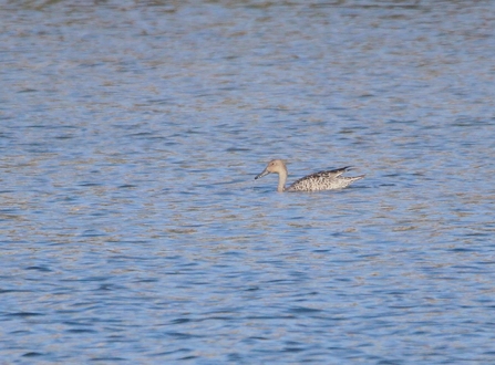 a pintail swims across water