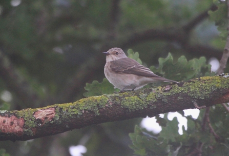 a spotted flycatcher perches on a branch 