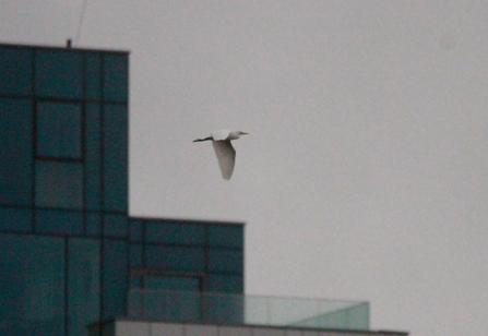 a cattle egret swoops through the sky 