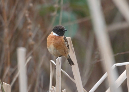 a male stonechat perched on a reed