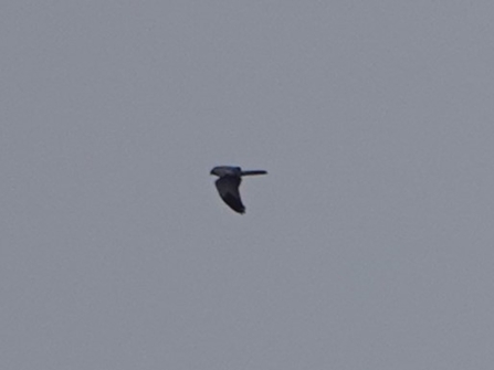 a hen harrier swooping through the sky